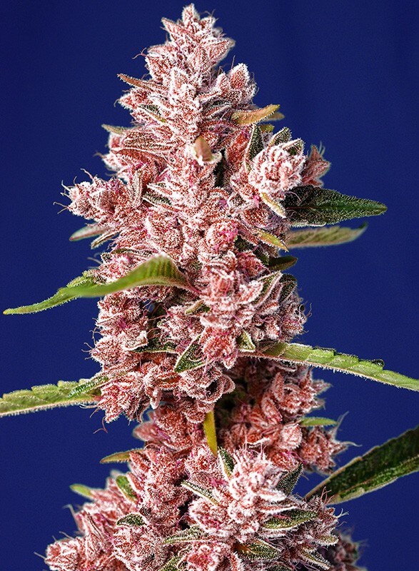 Tropicanna Poison F1