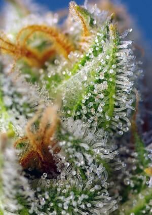 Crystal Candy F1 Fast Version