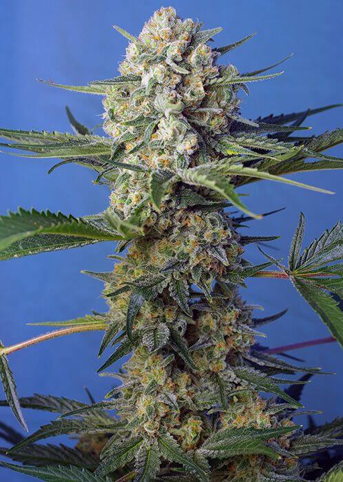 Crystal Candy F1