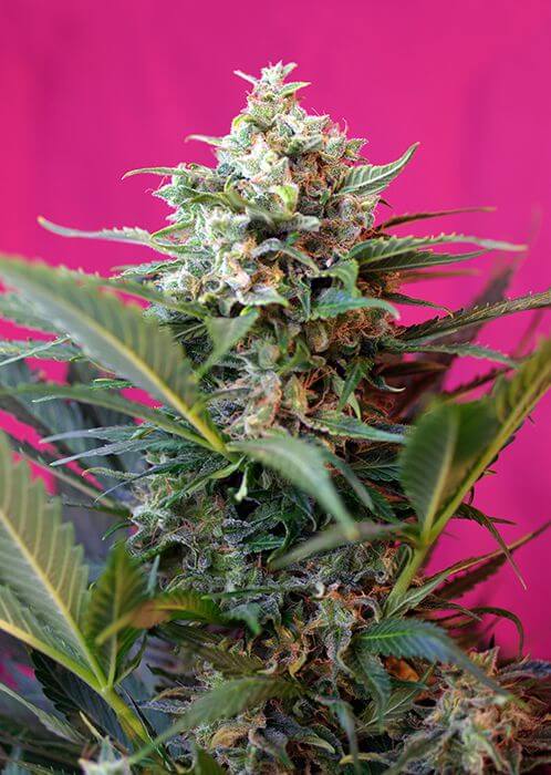 Big Devil XL Auto