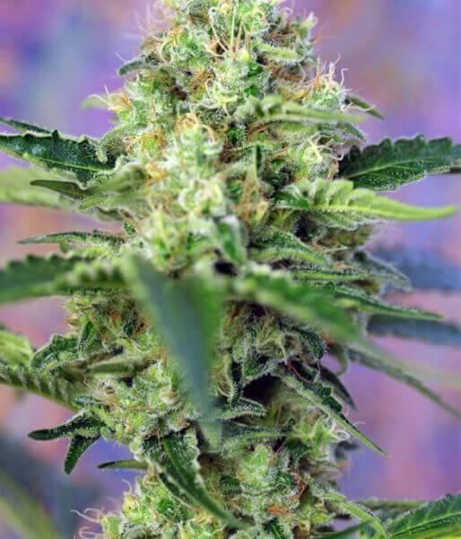 Crystal Candy