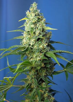Honey Peach Auto CBD