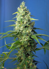 Honey Peach Auto CBD