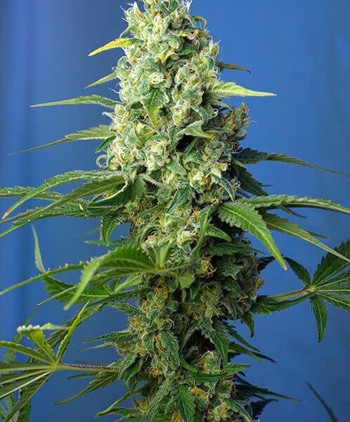 Honey Peach Auto CBD
