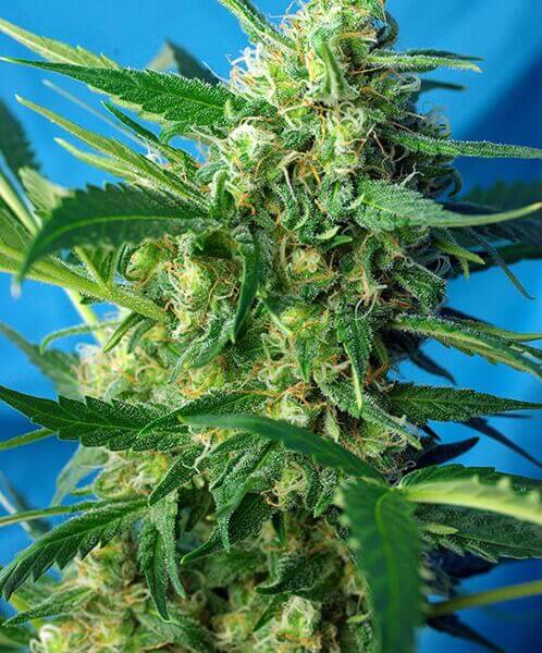 NYC Diesel Auto aka Ice Cool Auto