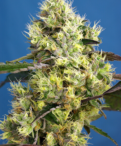 Sweet Gelato Auto