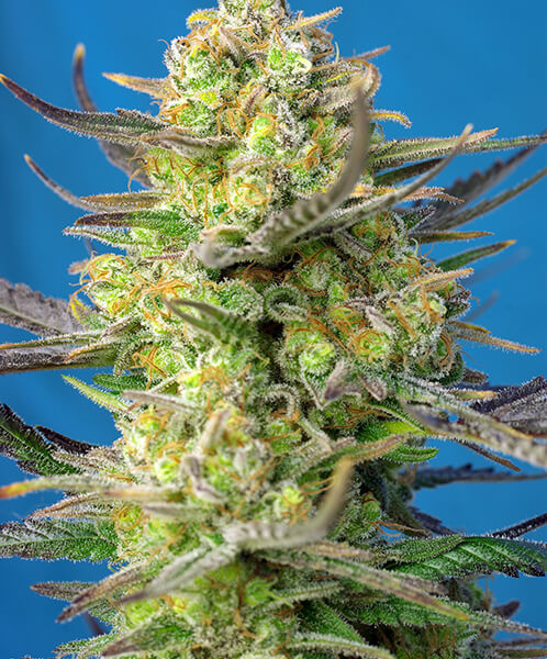 Sweet Cheese XL AUTO