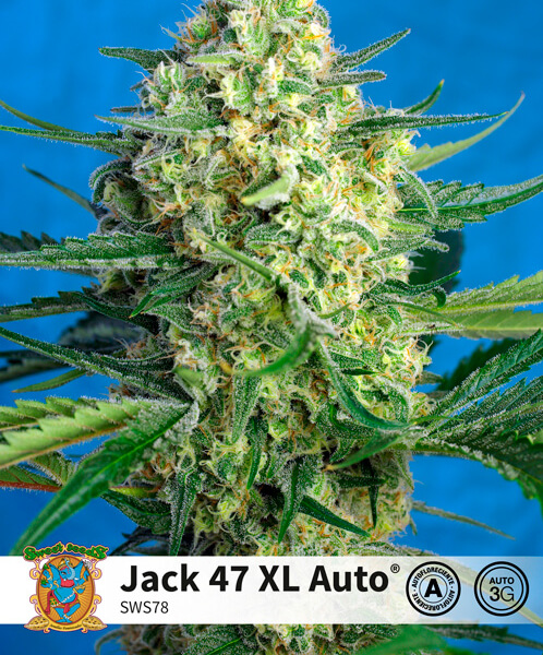 Jack 47 XL Auto