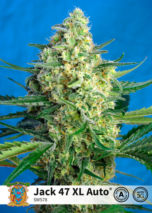 Jack 47 XL Auto