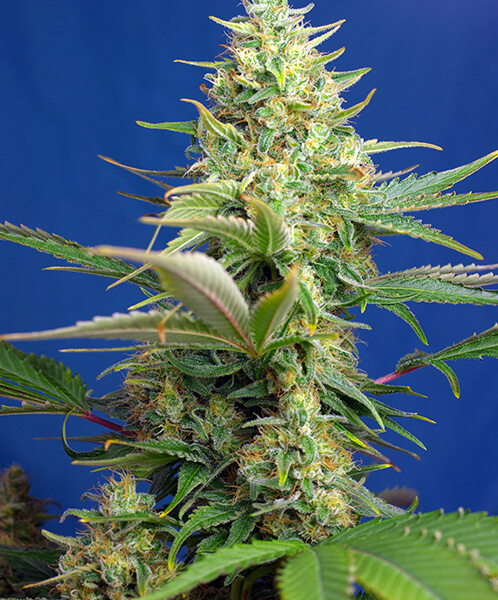 Sweet Pure Auto CBD