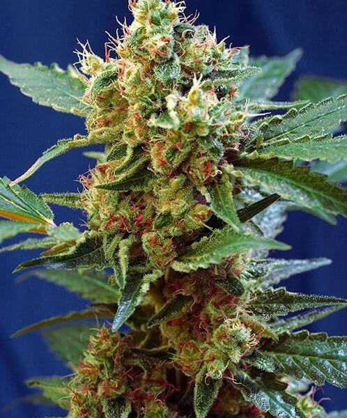 Cream Mandarine XL Auto