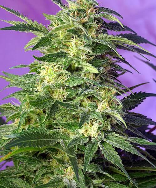 Killer Kush Auto