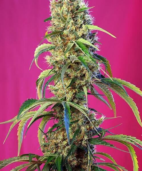 Black Jack CBD by Sweet Seeds