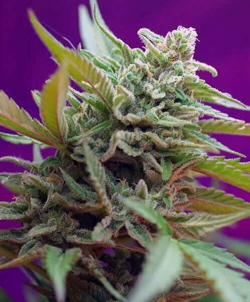 Black Jack Auto