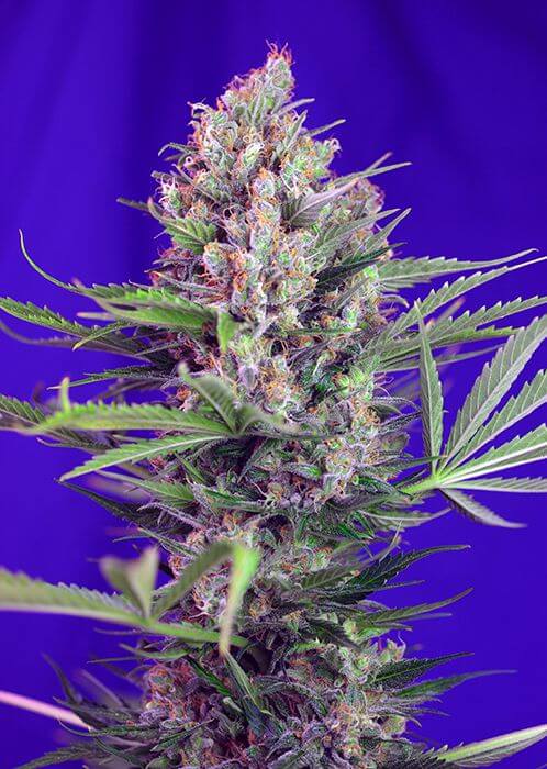 Cream Mandarine F1