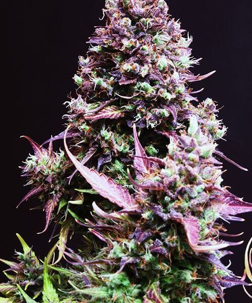 Cream Caramel Auto