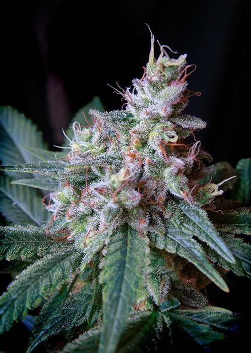 Cream Caramel F1