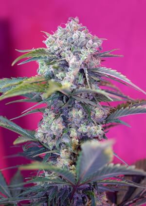 Cream Mandarine Auto