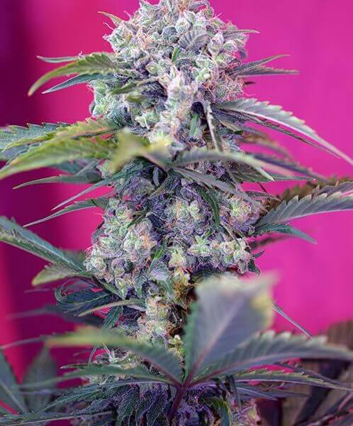 Cream Mandarine Auto