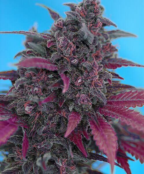 Dark Devil