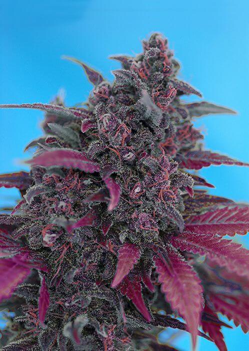 Dark Devil Auto