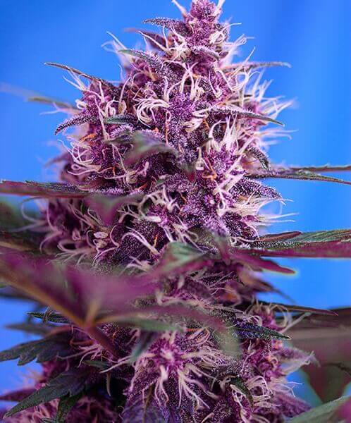 Red Poison Auto