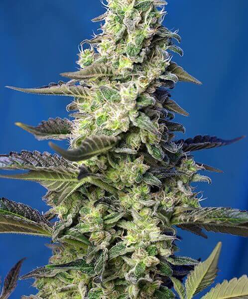Green Poison XL Auto