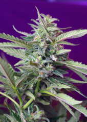 Sweet Afghani Delicious (SAD) Auto