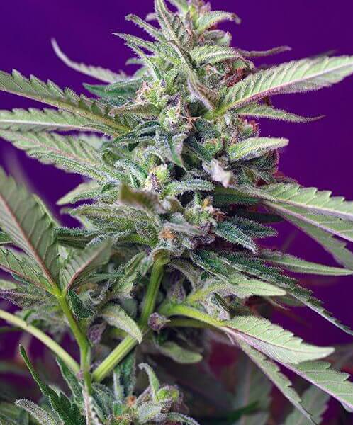 Sweet Afghani Delicious (SAD) Auto