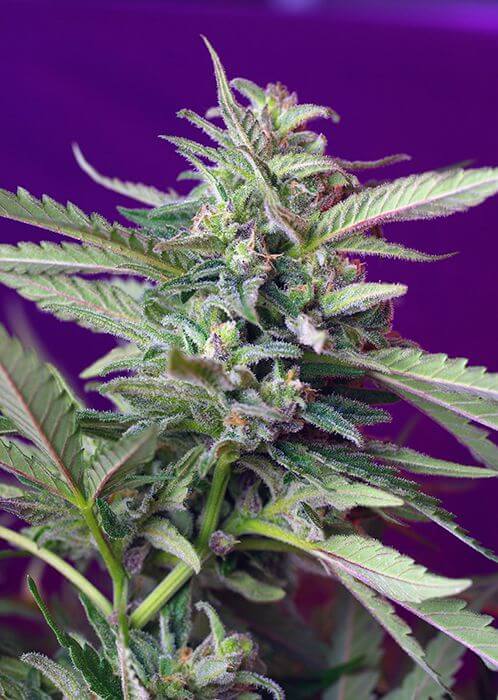 S.A.D. Sweet Afgani Delicious Auto