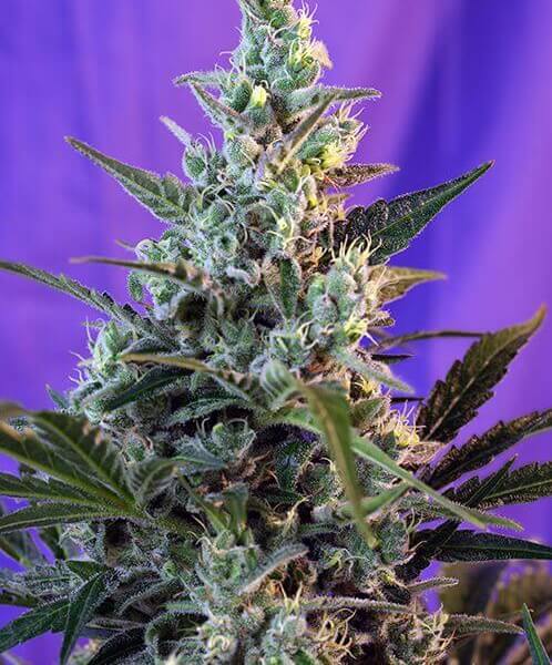 Sweet Skunk Auto
