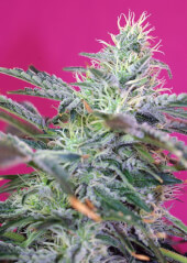 Sweet Cheese Auto