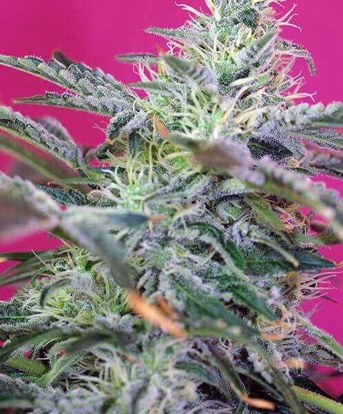 Sweet Cheese Auto