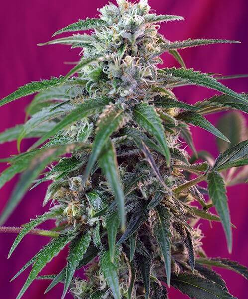 Green Poison Auto