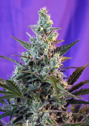 Sweet Skunk F1 Fast Version