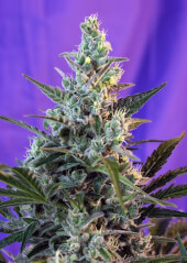 Sweet Skunk F1 Fast Version