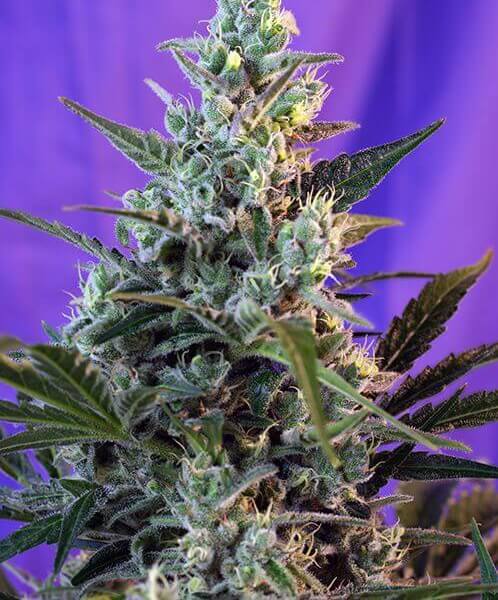 Sweet Skunk F1 Fast Version