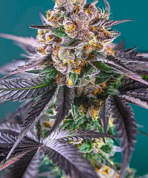 Red Strawberry Banana Auto