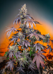 Red Gorilla Girl XL Auto