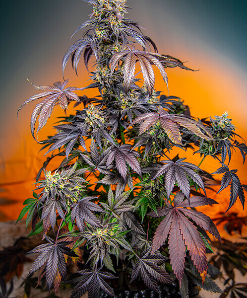 Red Gorilla Girl XL Auto