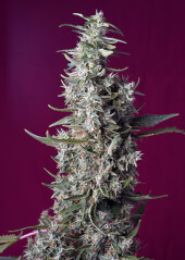 Sweet Cherry Pie
