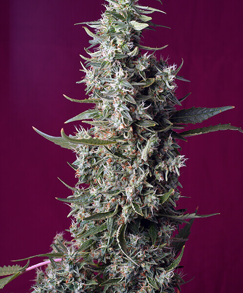 Sweet Cherry Pie