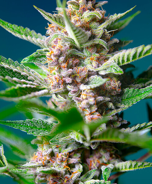 Purple Punch OG
