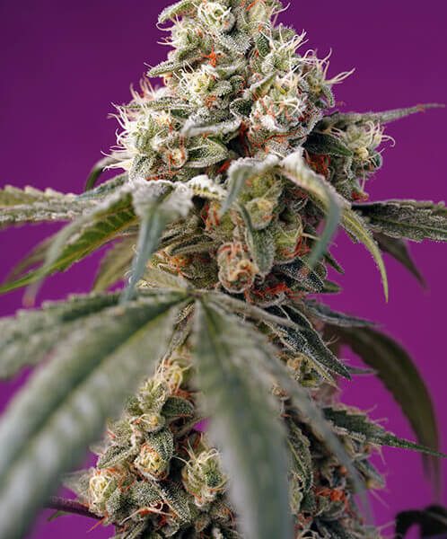 Bruce Banner Auto