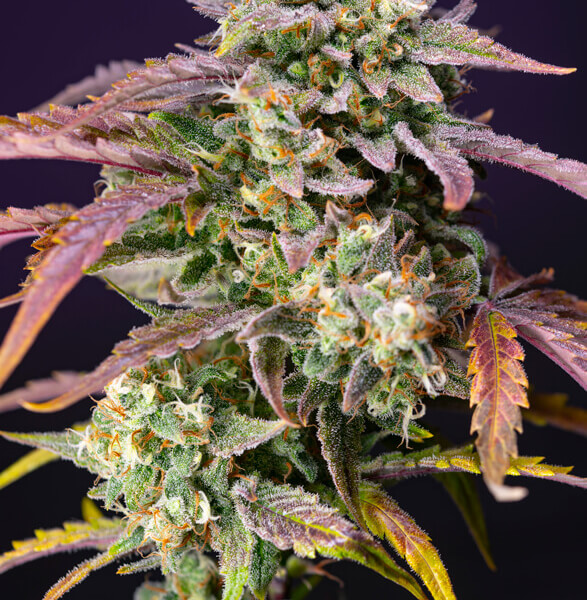 Purple Punch OG XL Auto