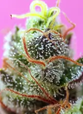 Sweet Mimosa XL Auto