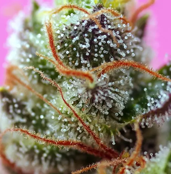 Sweet Mimosa XL Auto