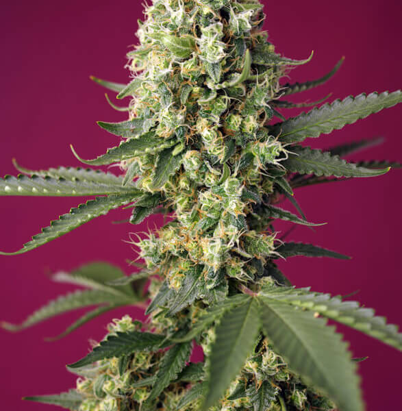 Skywalker Og Runtz XL Auto