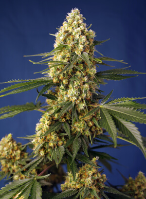 Strawberry Banana Gelato XL Auto