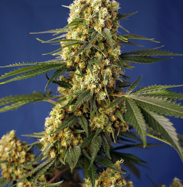 Strawberry Banana Gelato XL Auto